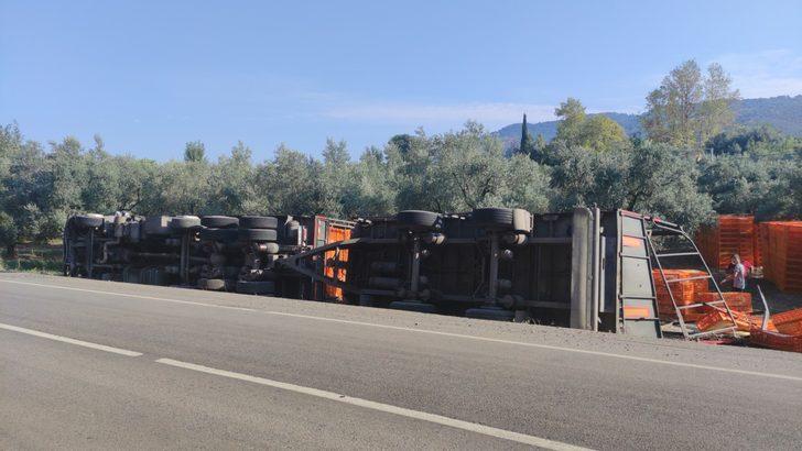 Bursa'da zeytinliğe devrilen tırdaki tavuklardan bazıları telef oldu G3