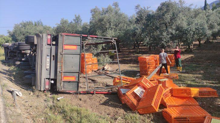 Bursa'da zeytinliğe devrilen tırdaki tavuklardan bazıları telef oldu G4