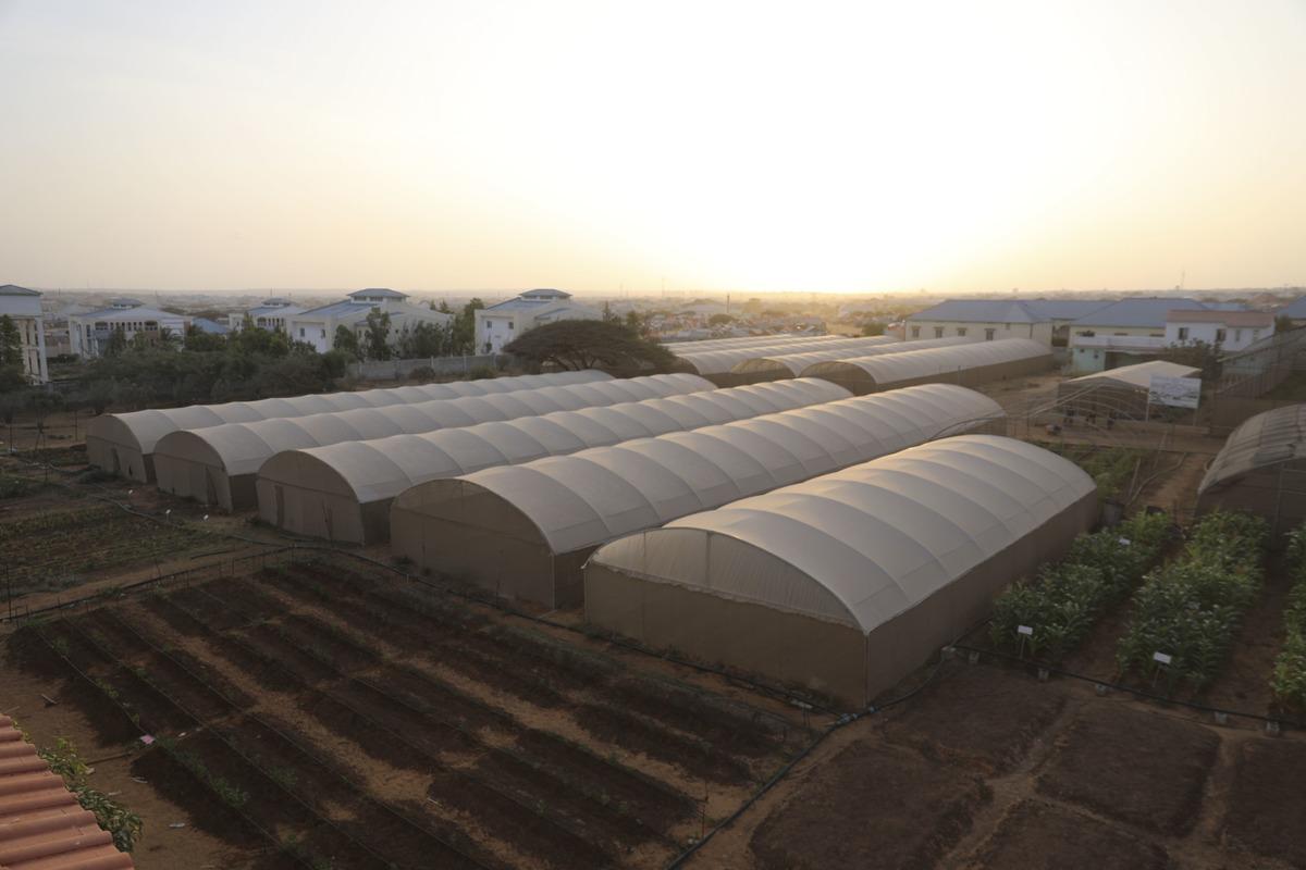 TİKA ve İHH&rsquo;nın 2012'de attığı tohumlar Somali tarımına can suyu oldu