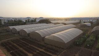 TİKA ve İHH’nın 2012'de attığı tohumlar Somali tarımına can suyu oldu