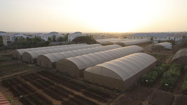 TİKA ve İHH’nın 2012'de attığı tohumlar Somali tarımına can suyu oldu