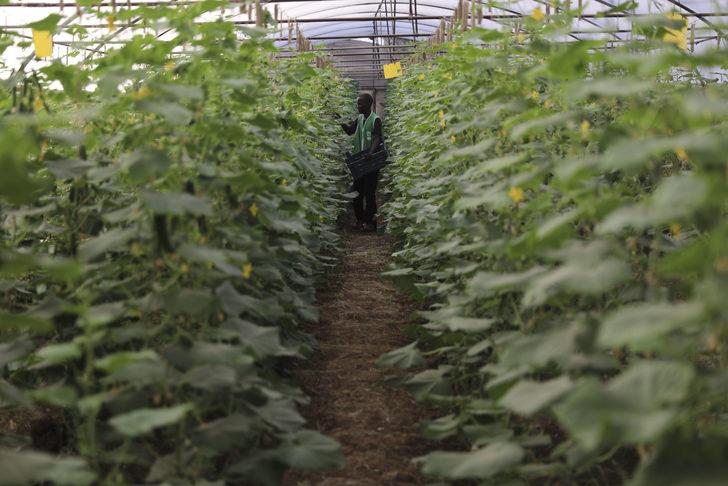 TİKA ve İHH’nın 2012'de attığı tohumlar Somali tarımına can suyu oldu G2