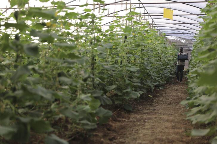 TİKA ve İHH’nın 2012'de attığı tohumlar Somali tarımına can suyu oldu G3