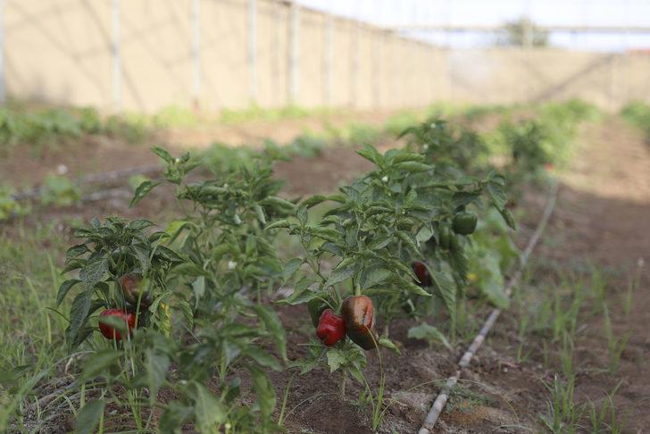 TİKA ve İHH’nın 2012'de attığı tohumlar Somali tarımına can suyu oldu G4