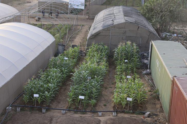 TİKA ve İHH’nın 2012'de attığı tohumlar Somali tarımına can suyu oldu G5