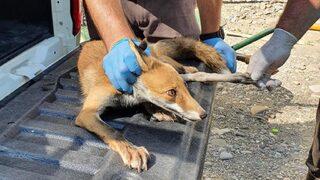 Zonguldak'ta bulunan yaralı tilki tedaviye alındı