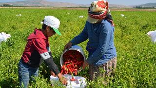Gaziantep'te tescilli İslahiye biberinin hasadı başladı