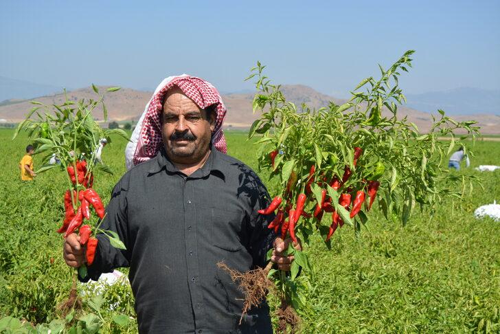 Gaziantep'te tescilli İslahiye biberinin hasadı başladı G2