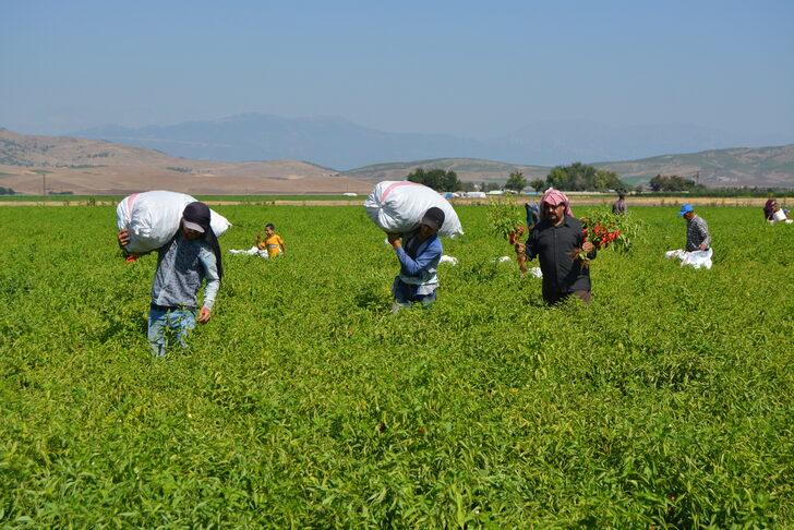 Gaziantep'te tescilli İslahiye biberinin hasadı başladı G3