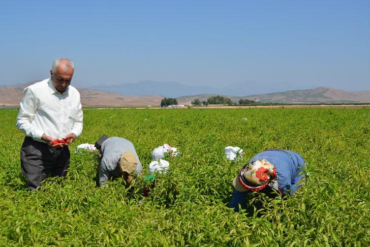 Gaziantep'te tescilli İslahiye biberinin hasadı başladı G4
