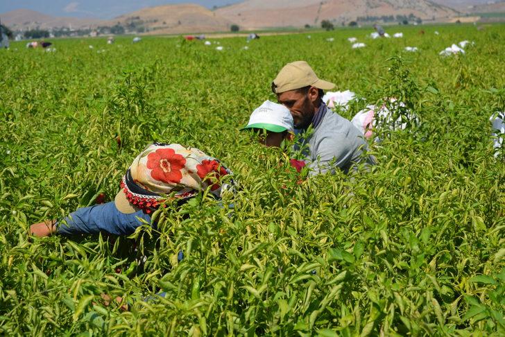 Gaziantep'te tescilli İslahiye biberinin hasadı başladı G5