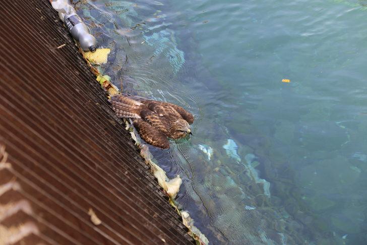Konya'da bitkin halde bulunan şahin yavrusu tedaviye alındı G1