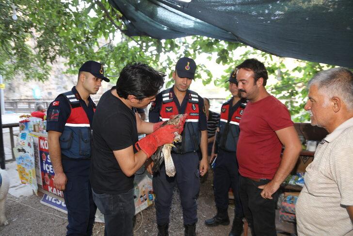 Konya'da bitkin halde bulunan şahin yavrusu tedaviye alındı G4