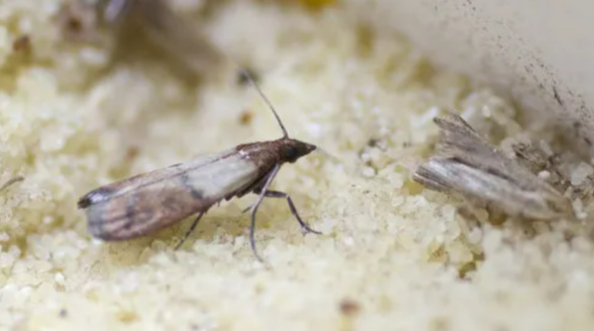 Evdeki g&uuml;veleri temizlemenin yolu buradan ge&ccedil;iyor, evdeki g&uuml;veler nasıl temizlenir? G&uuml;velerin oluşumu nasıl &ouml;nlenir?