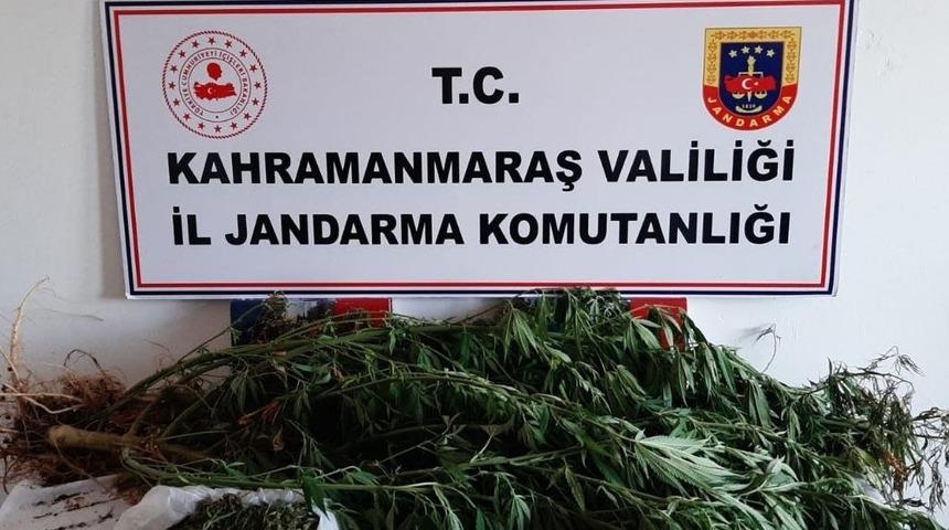 Kahramanmaraş'ta bahçesinde Hint keneviri yetiştiren şüpheli yakalandı