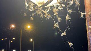 Ardahan'da vatandaşlar mayıs sineklerinin ölüm uçuşunu izledi