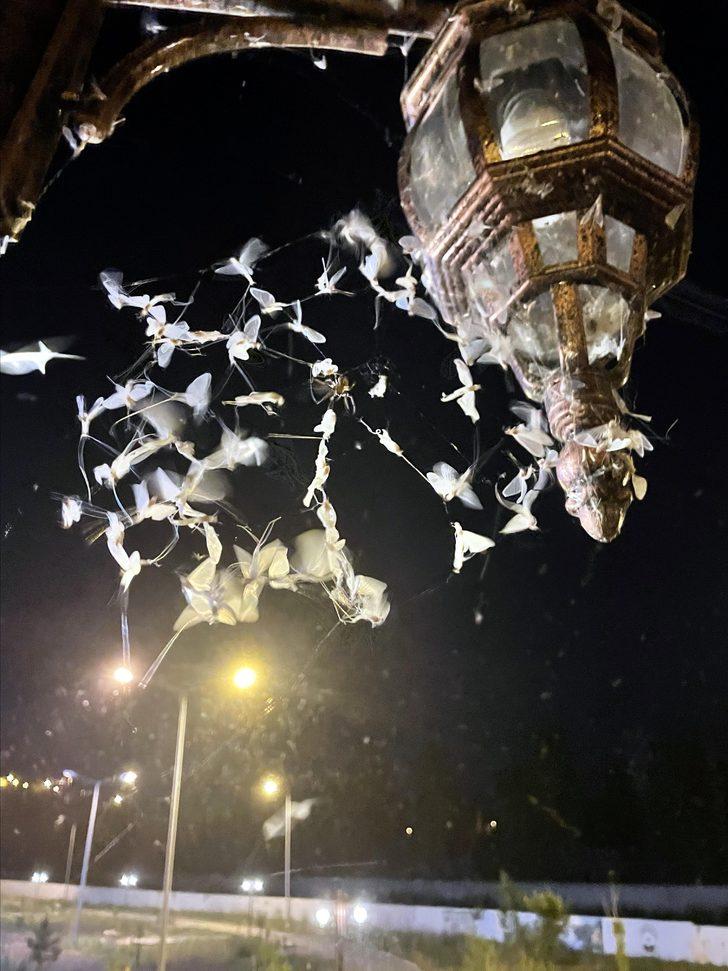 Ardahan'da vatandaşlar mayıs sineklerinin "ölüm uçuşunu" izledi G2