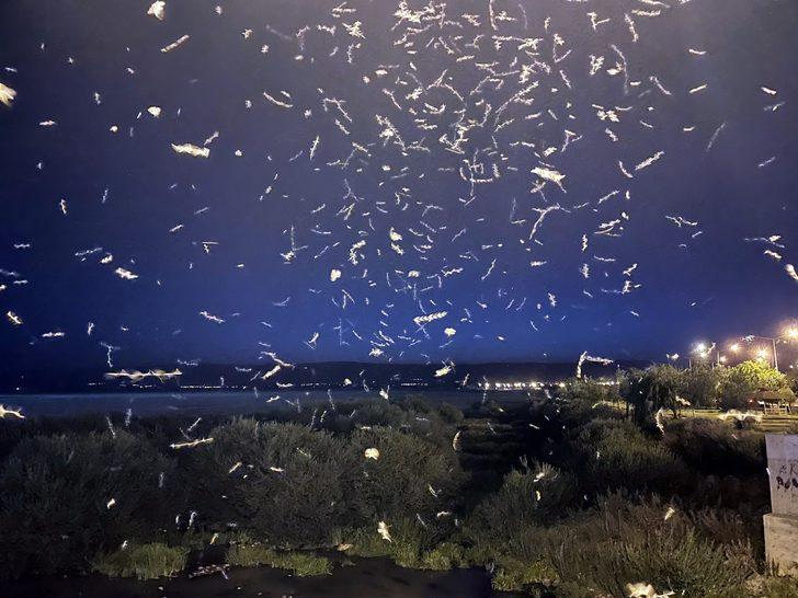 Ardahan'da vatandaşlar mayıs sineklerinin "ölüm uçuşunu" izledi G3