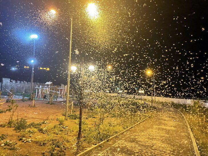 Ardahan'da vatandaşlar mayıs sineklerinin "ölüm uçuşunu" izledi G5