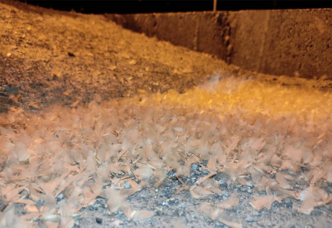 Milyonlarcası tarihi k&ouml;pr&uuml;y&uuml; istila etti! Kar gibi g&ouml;r&uuml;n&uuml;yor