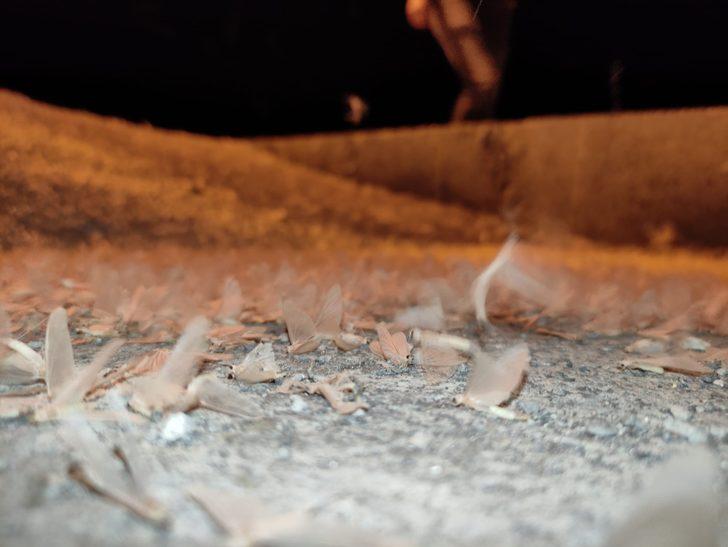 Milyonlarcası tarihi köprüyü istila etti! Kar gibi görünüyor G3