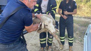 Edirne'de kanalizasyona düşen koyun kurtarıldı
