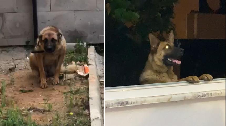 Bekçiler ile gençler birbirine girdi, olan köpeğe oldu! 2 gün gözaltında kaldı