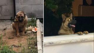 Bekçiler ile gençler birbirine girdi, olan köpeğe oldu! 2 gün gözaltında kaldı