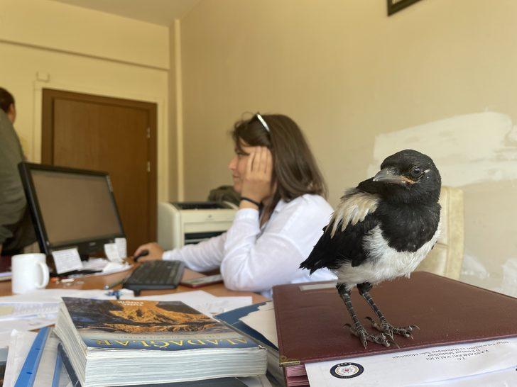 İyileştirdiği karga yalnız kalmasın diye mesaiye getiriyor G3