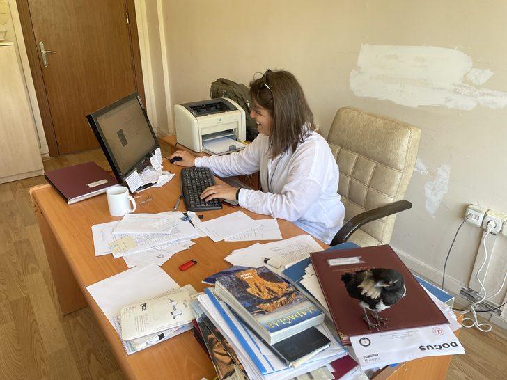 İyileştirdiği karga yalnız kalmasın diye mesaiye getiriyor G4