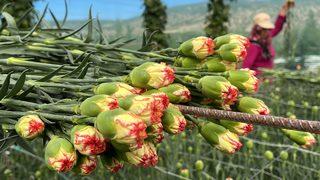 Isparta'da 300 milyon dal karanfil rekoltesi bekleniyor