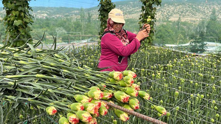 Isparta'da 300 milyon dal karanfil rekoltesi bekleniyor G2