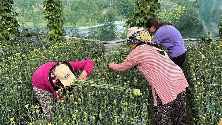 Isparta'da 300 milyon dal karanfil rekoltesi bekleniyor G3