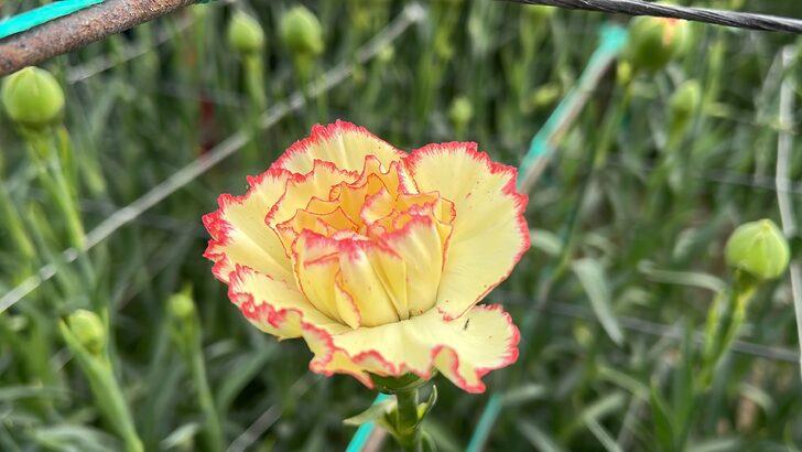 Isparta'da 300 milyon dal karanfil rekoltesi bekleniyor G4