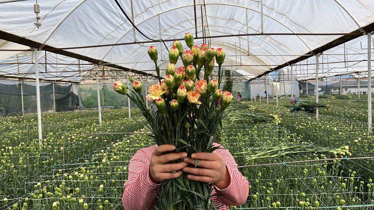 Isparta'da 300 milyon dal karanfil rekoltesi bekleniyor G5