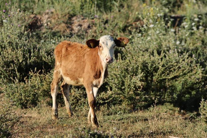 Van'da 1200 büyükbaş hayvana suni tohumlama yapıldı G1
