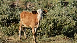 Van'da 1200 büyükbaş hayvana suni tohumlama yapıldı