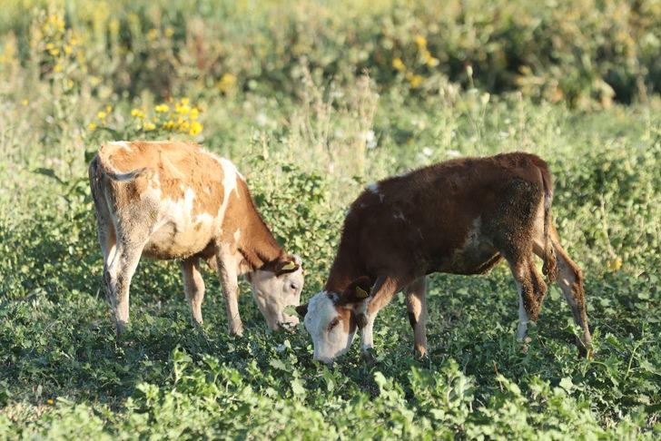 Van'da 1200 büyükbaş hayvana suni tohumlama yapıldı G2