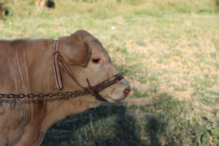 Van'da 1200 büyükbaş hayvana suni tohumlama yapıldı G3