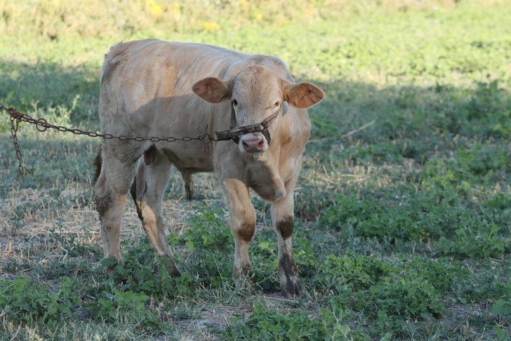 Van'da 1200 büyükbaş hayvana suni tohumlama yapıldı G4