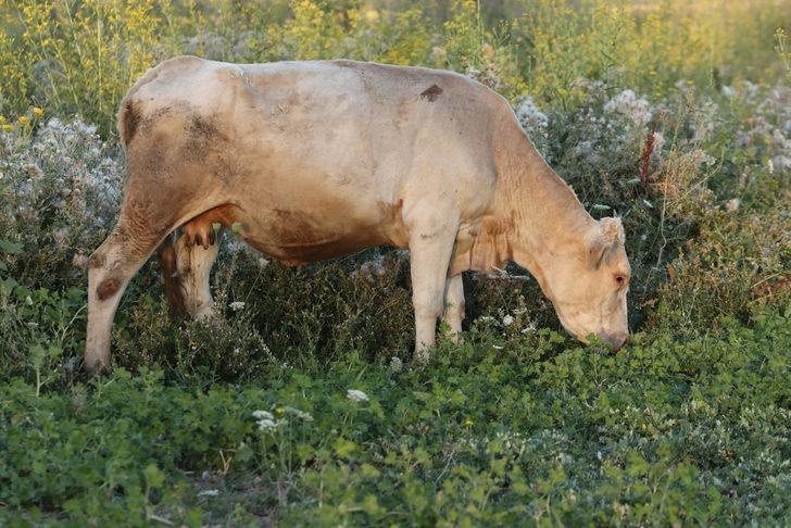 Van'da 1200 büyükbaş hayvana suni tohumlama yapıldı G5