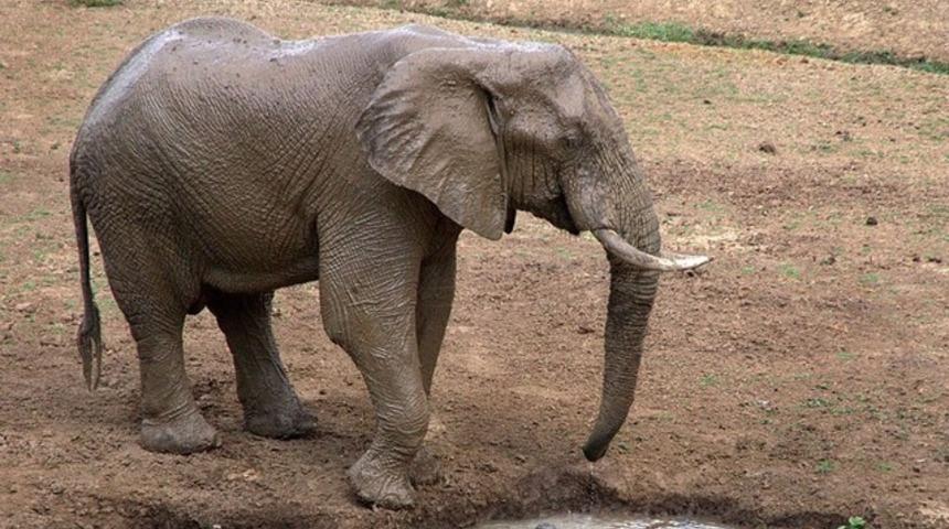 Kansere yakalanmayan hayvanlar