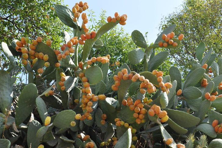 Mersin'de dikenli incirin hasadı sürüyor G1