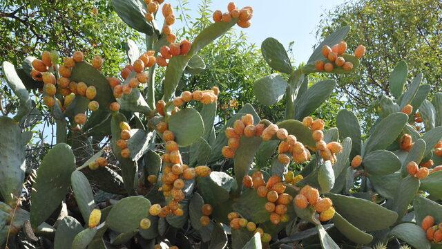 Mersin'de dikenli incirin hasadı sürüyor