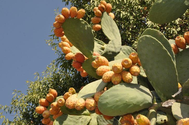 Mersin'de dikenli incirin hasadı sürüyor G2