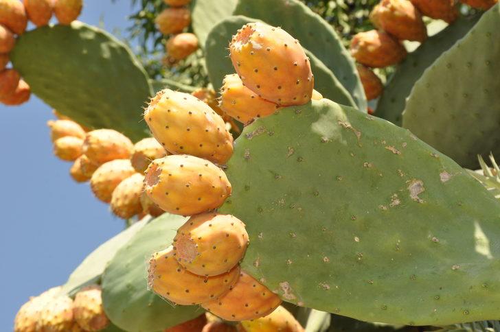 Mersin'de dikenli incirin hasadı sürüyor G3