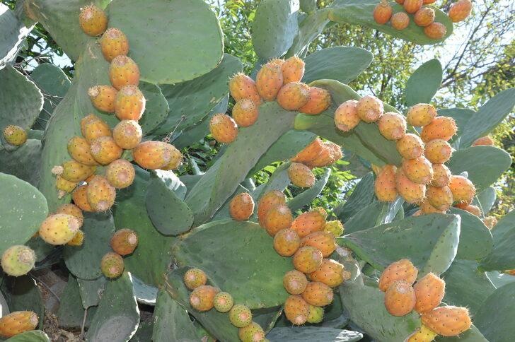 Mersin'de dikenli incirin hasadı sürüyor G4