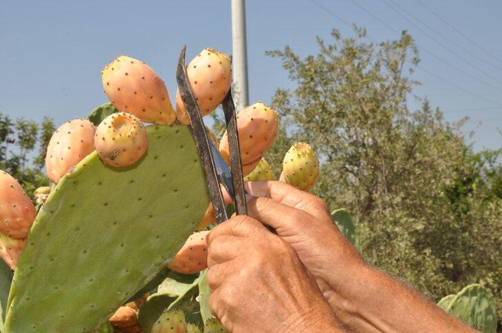Mersin'de dikenli incirin hasadı sürüyor G5