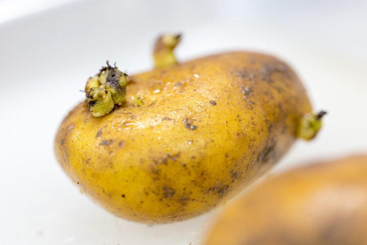 Artık yeşermeyecek, filizlenmeyecek! Patatesleri altı ay taze tutun G4