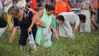 Muğla'da hasat şenliği yapıldı